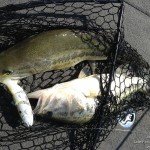 Lake Fork Picture | Big Bass Photo | Jim | Two on one cast