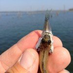 Lake Fork baby bass eating shad