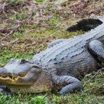 Lake Fork Alligator