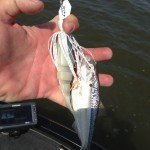 Lake Fork Chatterbait Shad