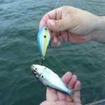 Lake Fork Shad | Strike King KVD 2.5
